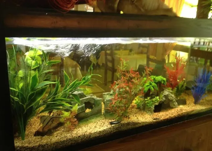 The Originals City, Est